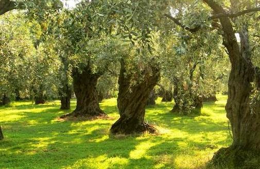 Italia senza olive, freddo e mosche rendono il Natale eco-chic