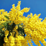 mimose